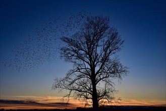 A flock of starlings (Sturnidae) resting in the branches of a tree at sunset, Bavaria, Germany,