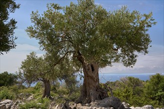 Old, gnarled olive tree in the olive grove of Lun, Vrtovi Lunjskih Maslina, wild olive (Olea
