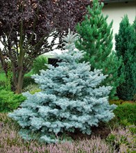 Picea pungens 'Koster'