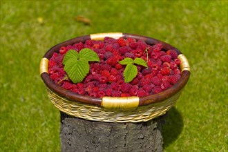 A basket of raspberries on a tree stump