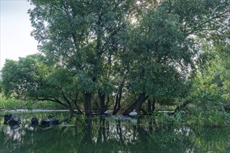 Willows grow at Lacul Isac in the UNESCO Danube Delta Biosphere Reserve. Munghiol, Tulcea, Romania,