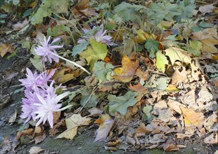 Flowers of the meadow saffron (Colchicum autumnale), by the wayside with autumn leaves, North