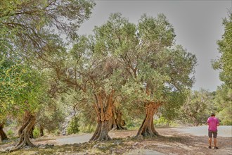 Old, gnarled olive trees in the olive grove of Lun, Tourist, Vrtovi Lunjskih Maslina, Wild olive