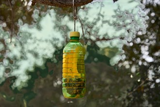 Yellow painted plastic bottle in an olive tree, natural remedy against the olive fruit fly