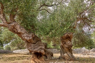 Old, gnarled olive trees in the olive grove of Lun, Vrtovi Lunjskih Maslina, Wild olive (Olea