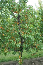 Apricots (Prunus armeniaca 'Goldrich'), BS Schreiber, Poysdorf, 14