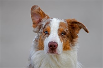 Australian Shepherd, Aussie, breed of herding dog from the United States, close-up portrait