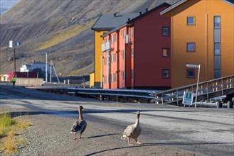 Pink-footed geese (Anser brachyrhynchus) walking through the town Longyearbyen in summer, Svalbard,