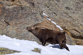 Alpine ibex (Capra ibex) male scratching back with big horns on rocky mountain slope in the snow in