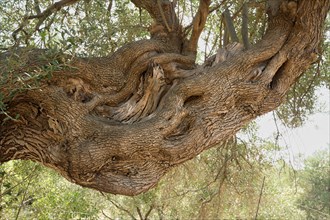 Old, gnarled olive tree in the olive grove of Lun, side branch, Vrtovi Lunjskih Maslina, wild olive