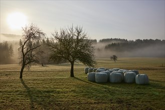 Landscape in the Black Forest in foggy backlight with meadow, winter trees, hay rolls, hills and