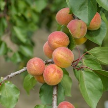 Apricot (Prunus armeniaca 'Bergeron'), Bundessorteamt, Marquardt testing centre, Marquardt,