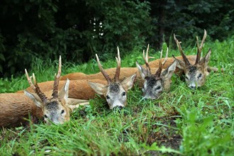 European roe deer (Capreolus capreolus) shot, mature, five-year-old bucks, Lower Austria, Austria,