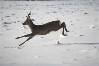 European roe deer (Capreolus capreolus) buck in winter coat and six-point antlers jumping across a