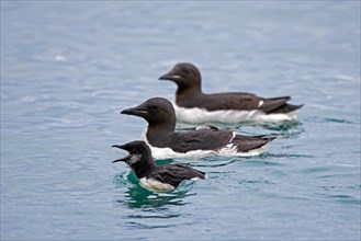 Thick-billed murre, Bruennich's guillemot (Uria lomvia) parents swimming with chick in sea water of