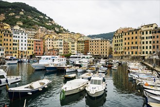 Village with colourful houses and harbour by the sea, Camogli, Province of Genoa, Riveria di