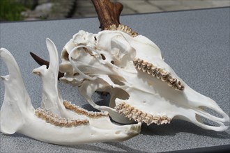 European roe deer (Capreolus capreolus) finished skull with upper and lower jaw of a six-year-old