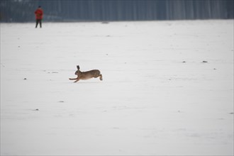 European hare (Lepus europaeus) running in front of a hunter across a snow-covered meadow, Allgaeu,