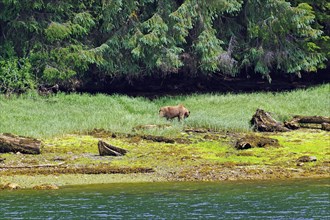 Elongated fjord with wooded shores and meadows, grizzly eating grass, Khutzeymateen Grizzly Bear,