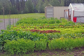 Lettuce and other vegetables in front of a greenhouse, Yukon Discvery Lodge, Alaska Highway, Yukon,