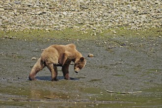 Grizzly searching for mussels at low tide, Khutzeymateen Grizzly Bear, wilderness, British