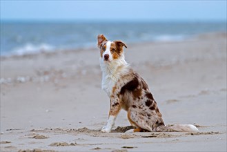 Australian Shepherd, Aussie, breed of herding dog from the United States sitting on sandy beach