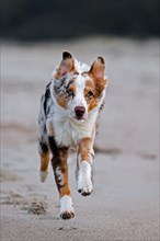Australian Shepherd, Aussie, breed of herding dog from the United States, running on sandy beach