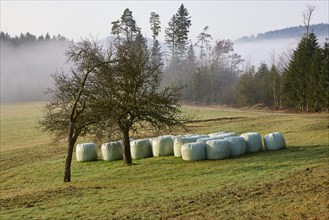 Winter trees and hay rolls in a meadow in the Black Forest near Hofstetten, Ortenaukreis,