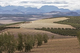 Olive grove on the road to Santo Tome
