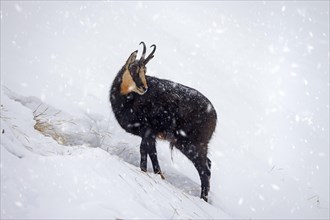 Alpine chamois (Rupicapra rupicapra) solitary male foraging on mountain slope during snow shower in