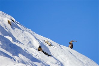 Alpine ibex (Capra ibex) male with large horns on mountain crest in deep snow on a day with clear