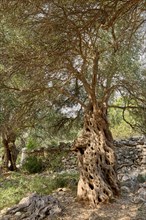 Old, gnarled olive tree in front of a limestone wall, in the olive grove of Lun, Vrtovi Lunjskih