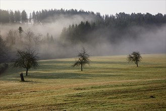 Landscape in the Black Forest in foggy weather with meadow, wintry trees, hills and forest near