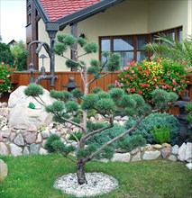 Pinus sylvestris 'Watereri', topiary