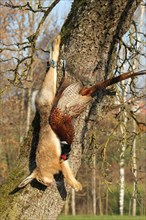 Hunting, hare (Lepus europaeus) and pheasant (Phasianus colchicus) still life, Lower Austria,