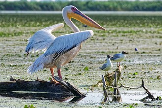 A pelican and black-headed gulls on Lacul Isac in the UNESCO Danube Delta Biosphere Reserve.