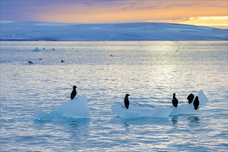 Thick-billed murres, Bruennich's guillemots (Uria lomvia) resting on drift ice at sunset in the