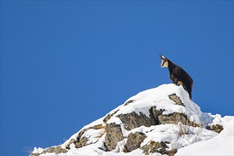 Alpine chamois (Rupicapra rupicapra) solitary male in dark winter coat on mountain ridge in the