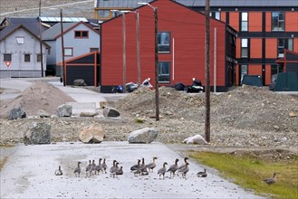 Pink-footed geese (Anser brachyrhynchus), flock with adults and juveniles walking through the town