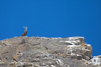 Alpine ibex (Capra ibex) male with large horns on rocky mountain ridge on a day with clear blue sky
