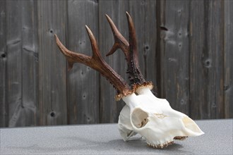 European roe deer (Capreolus capreolus) prepared skull with upper jaw of a six-year-old roebuck,