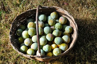 A wicker basket full of fresh, ripe plums sitting on green grass in sunlight, Many plums in a