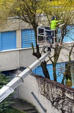 Tree care with working platform, Kempten, Allgaeu, Bavaria, Germany, Europe