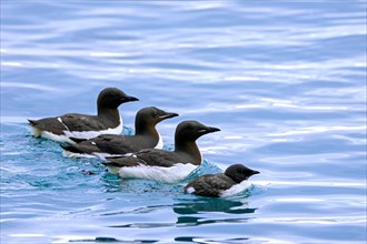 Thick-billed murre, Bruennich's guillemot (Uria lomvia) adults swimming with chick in sea water of