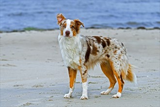 Australian Shepherd, Aussie, breed of herding dog from the United States, on sandy beach