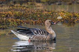 Pink-footed goose (Anser brachyrhynchus), swimming in pond on the tundra in summer, Svalbard,