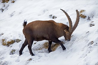Alpine ibex (Capra ibex) male with big horns foraging for herbs and grasses on mountain slope