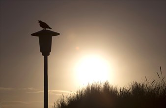 A crow sits on a street lamp at sunrise, Norderney, 15.01.2017