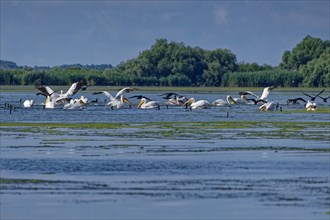 Pelicans and cormorants fishing together on Lacul Isaccel in the UNESCO Danube Delta Biosphere