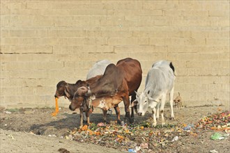 Cows looking for food on a dirty road next to a wall, Varanasi, Uttar Pradesh, India, Asia